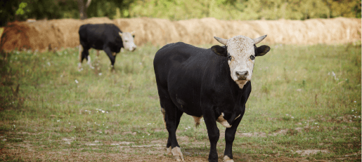 WAGYU BEEF ORIGINS or A BRIEF HISTORY OF WAGYU BEEF