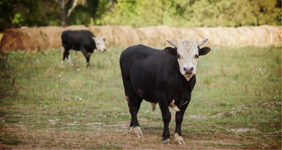 WAGYU BEEF ORIGINS or A BRIEF HISTORY OF WAGYU BEEF