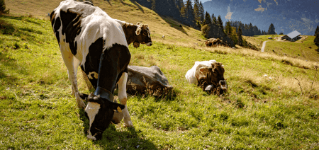 Cows are grazing